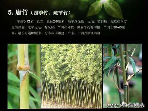 四字語錄 觀賞竹種植